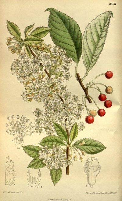 Prunus pensylvanica, Rosaceae by J.N. Fitch